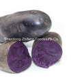 Chinese Fresh Purple Yam for Exporting